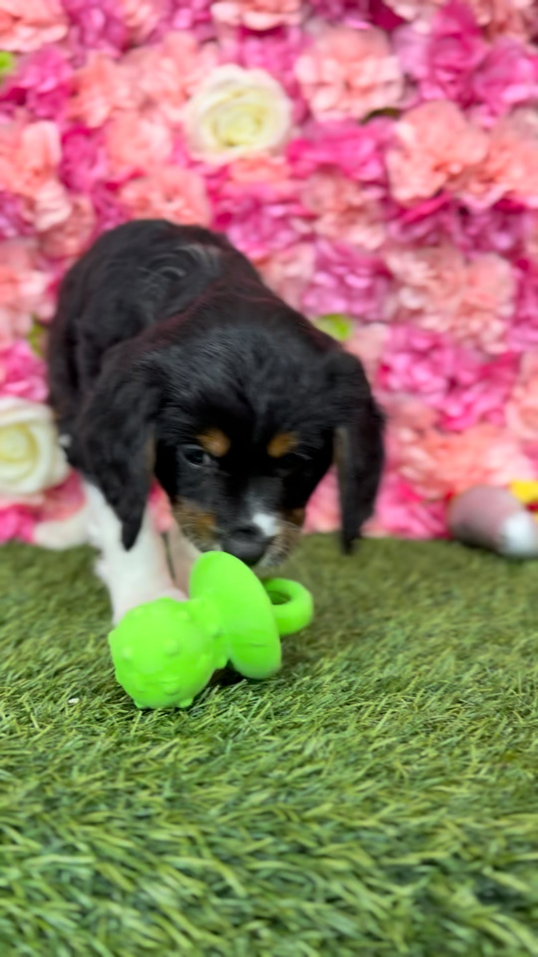 Male Aussalier puppy named Diego for sale at Pet Express Braintree. video thumbnail