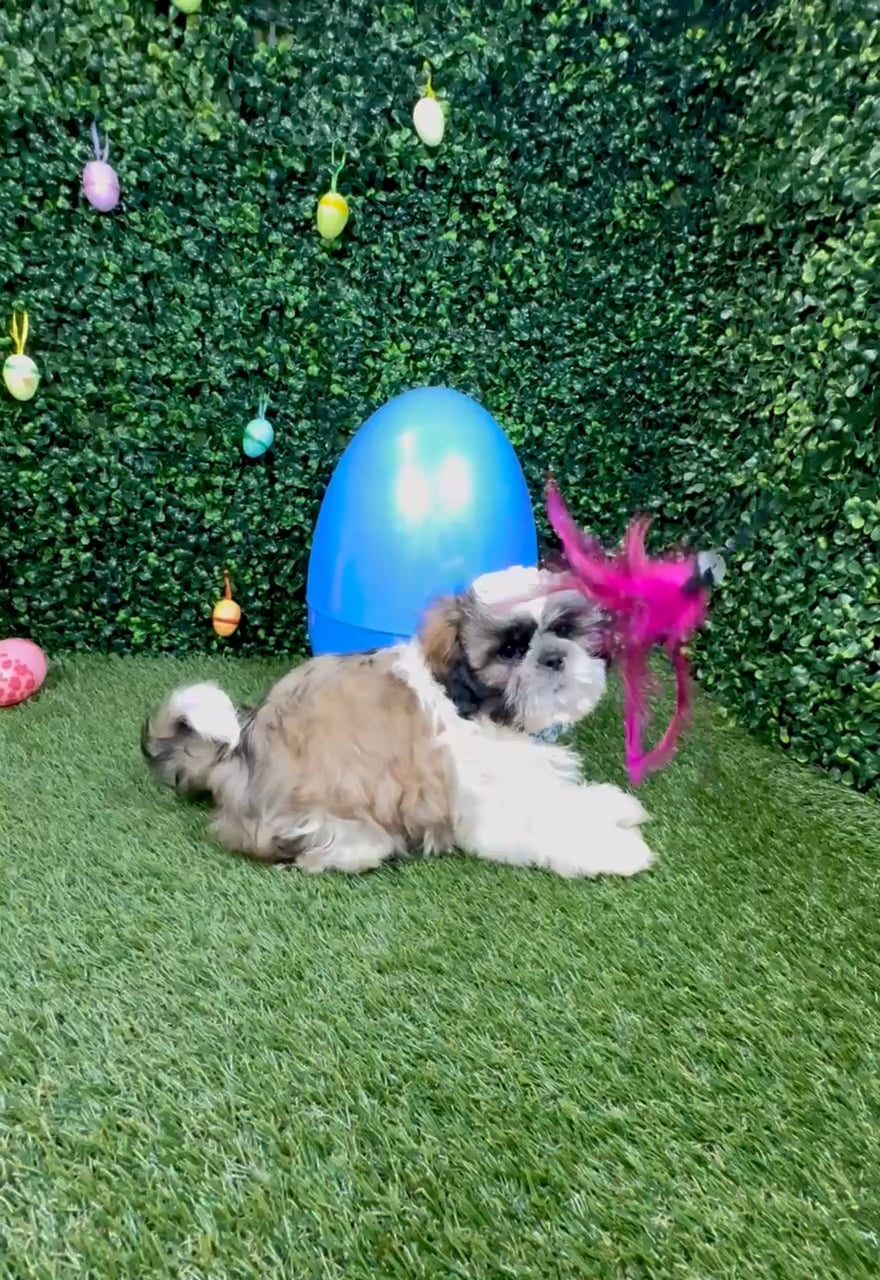Male Shih Tzu puppy named Chewy for sale at Puppy Dreams - Round Rock. video thumbnail