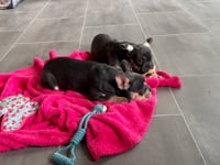 My personality & characteristics