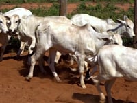 Lote 07A