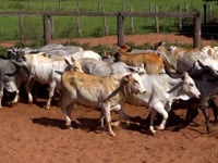 Lote 08A