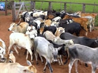 Lote 09A