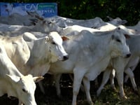 Lote 18A