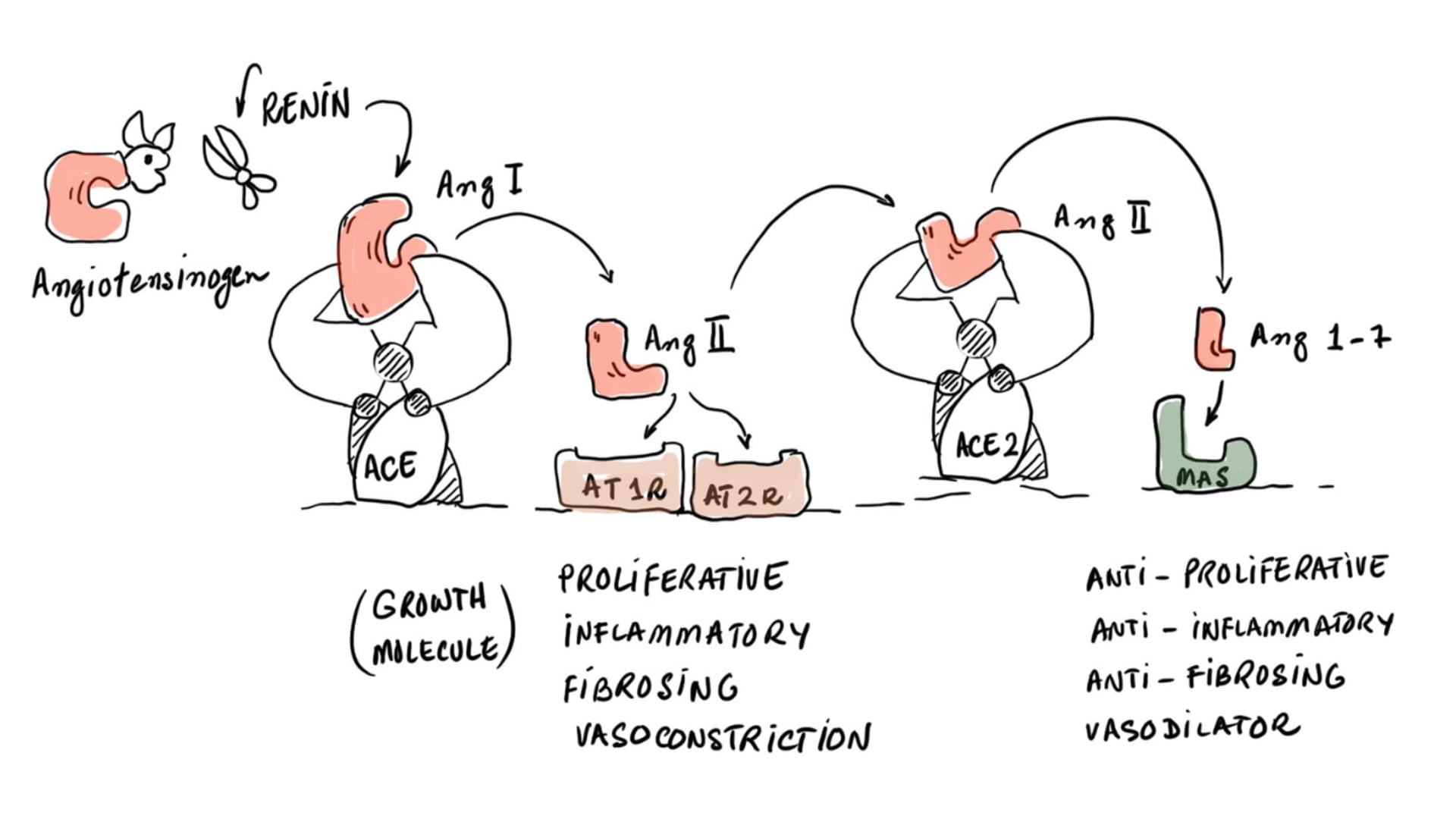 ACE Inhibitors in Diabetes and Renal Disease (PM-22)