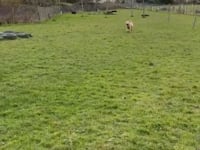 Cleo Video