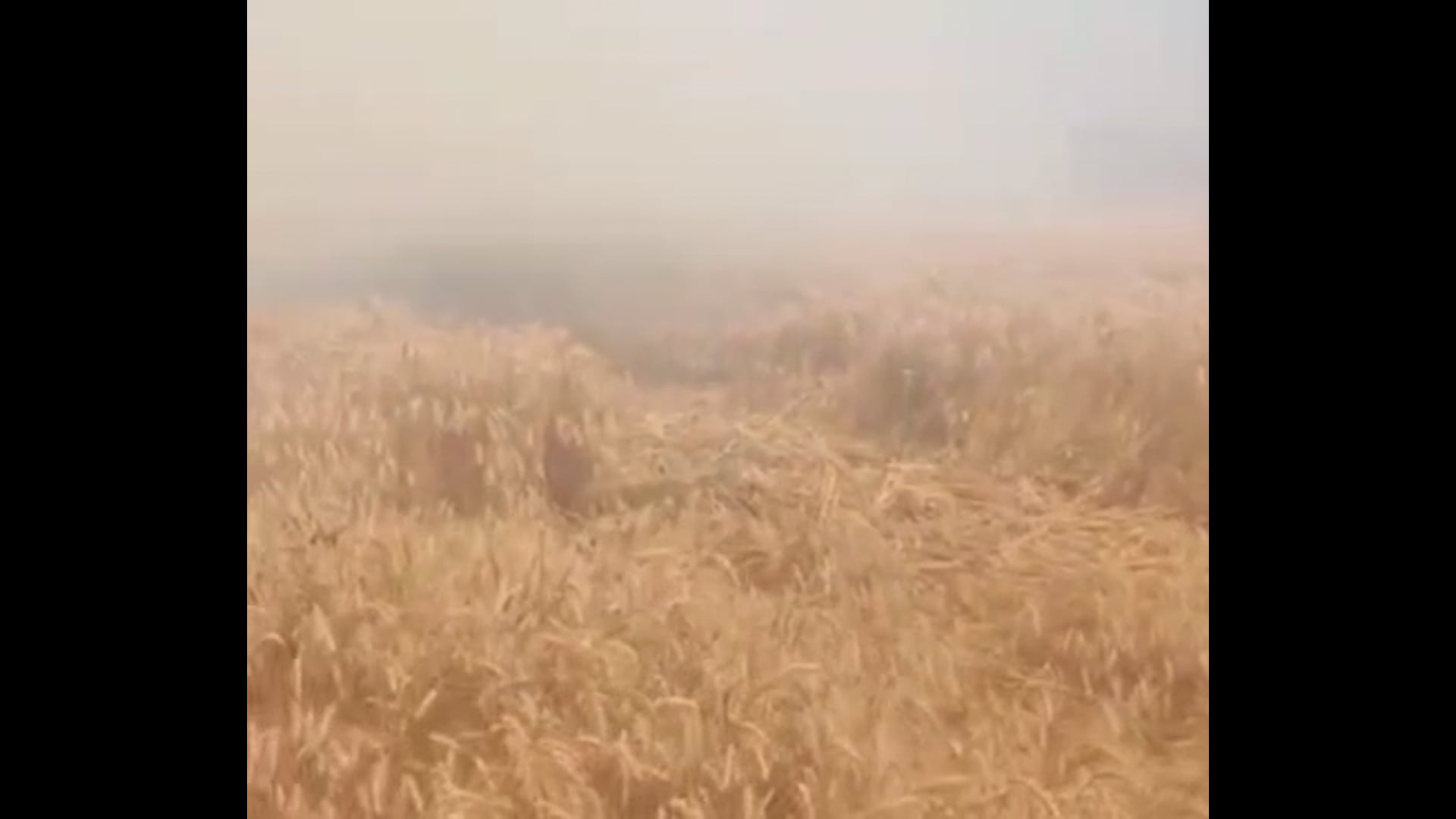 MANT-हाईटेंशन लाइन का कहर: एक चिंगारी ने उजाड़ दी किसानों की मेहनत, रायपुर में भीषण अग्निकांड”