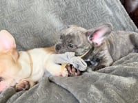 My personality & characteristics