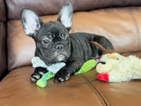 My personality & characteristics