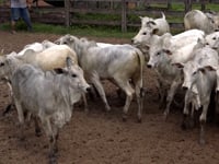 Lote 14A