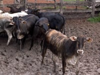 Lote 16A