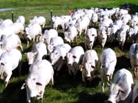 Geral Touros Reserva