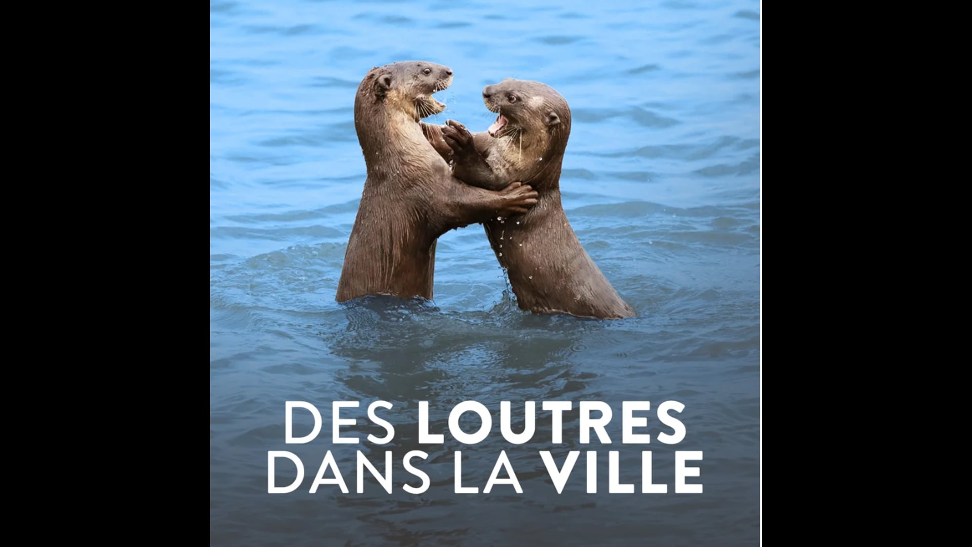 Vidéo Des loutres dans la ville narration marie Bouvet