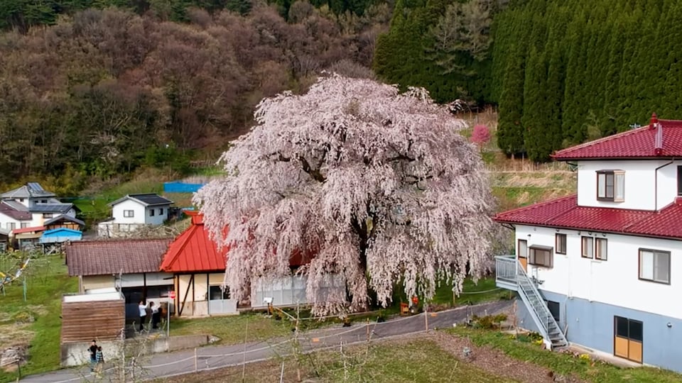 高山村の桜