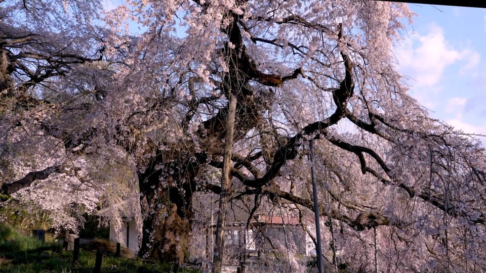 本久寺のシダレザクラ