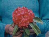 Mala Hierba by Adriana Roslin