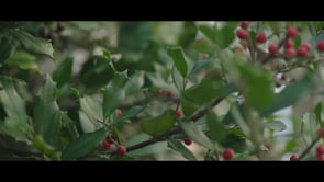 Related Embedded Video Item Thumbnail
