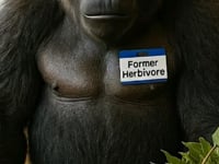 Related Embedded Video Item Thumbnail