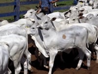 Lote 05A