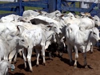Lote 06A