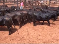 Lote 10T