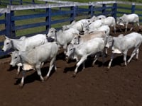 Lote 04A