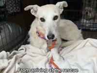 Peggy Video