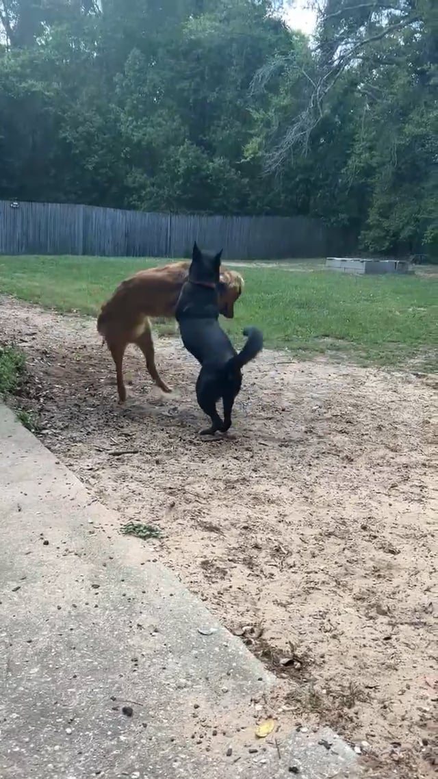 Enlarge Lucy, an adopted mixed breed in Rome, NY video 5/5