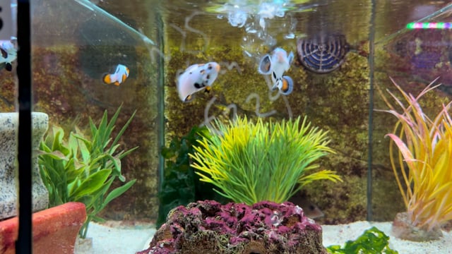 Photon Storm Clownfish Pair WYSIWYG 7 video