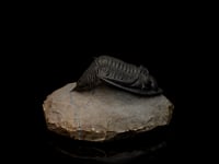 Astro West Trilobite Fossil Video AWTRIL455