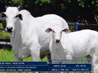Lote 03