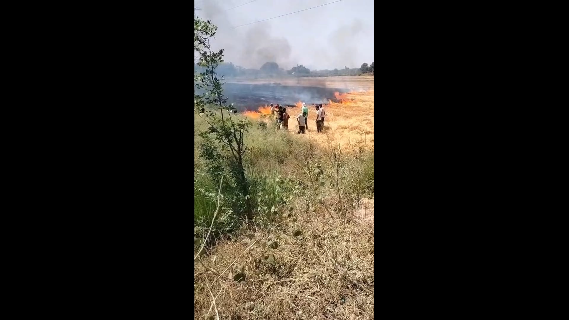 भांवरकोल मलिकपुरा में शार्ट सर्किट से गेहूं के खेत में लगी आग को ग्रामीणों की मदद से फायर ब्रिगेड ने पाया काबू