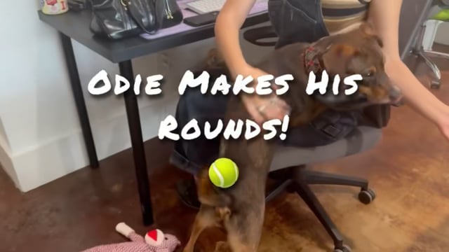 Enlarge Odie, a ADOPTABLE mixed breed in San Antonio, TX video 3/6