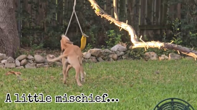 Enlarge Milo, a ADOPTABLE Labrador Retriever in San Antonio, TX video 6/6