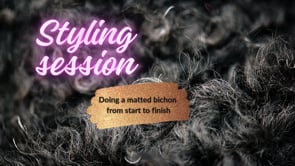 Matted bichon groom ,start to finish