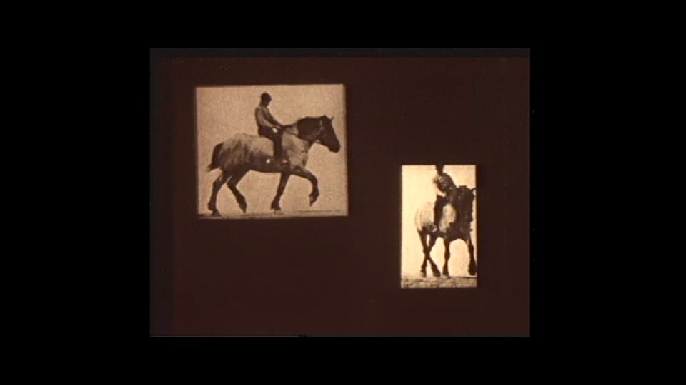 Animals in Motion