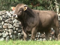 Lote 06