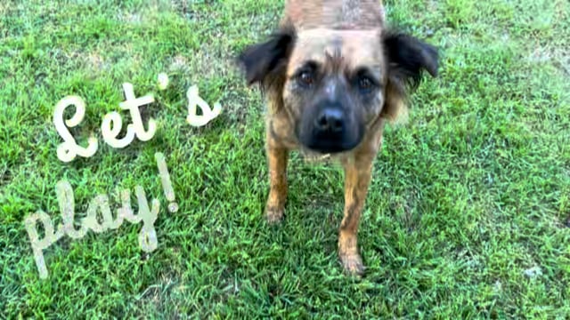 Enlarge Giggy, a Adoptable mixed breed in San Antonio, TX video 6/6
