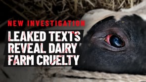Animal Equality investigation inside a German dairy farm