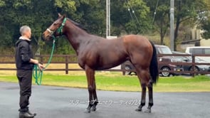 動画サムネイル