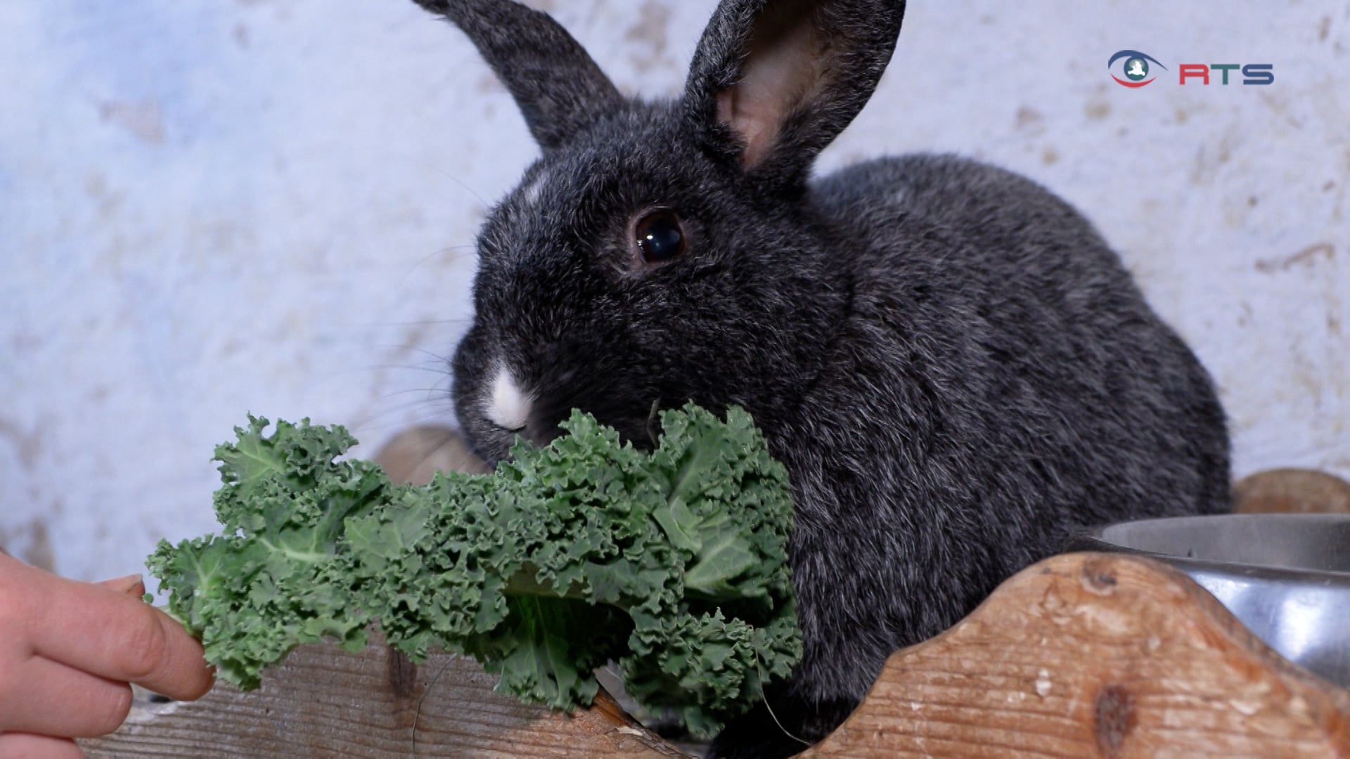 gut-aiderbichl-alles-ueber-kaninchen