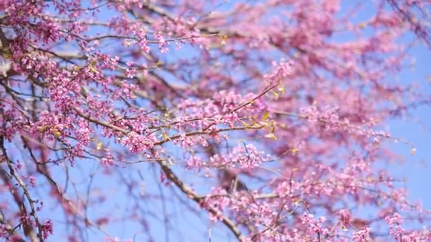 vimeo-video-thumbnail