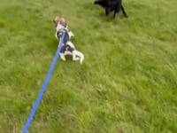 Roo Video