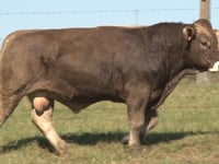 Lote 24