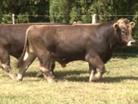 Lote 08 e 10