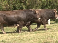 Lote 04 e 05