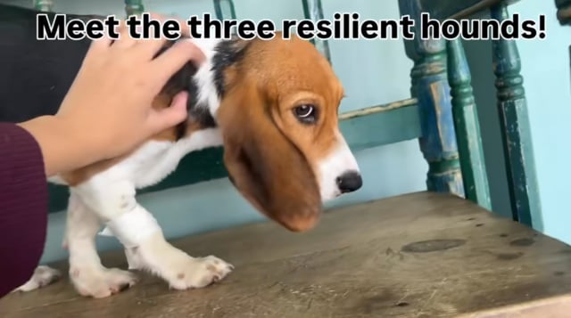 Enlarge Beatrice, an adopted mixed breed in San Antonio, TX video 5/5