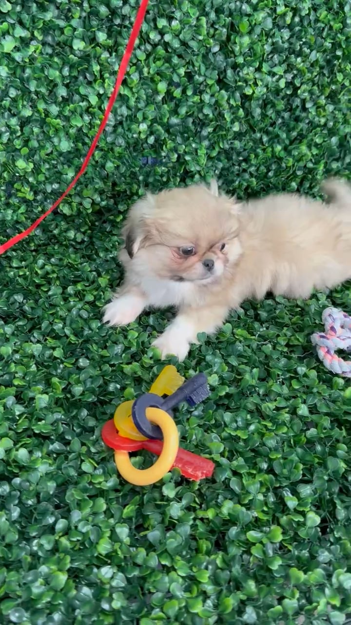 Male Pekingese puppy named Pork Chop for sale at Puppy Dreams - Missouri City. video thumbnail