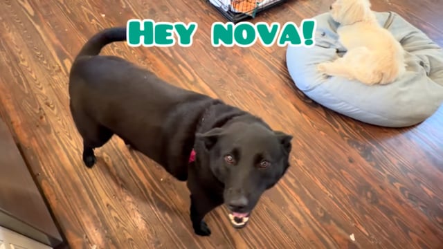 Enlarge Nova, a ADOPTABLE mixed breed in San Antonio, TX video 6/6