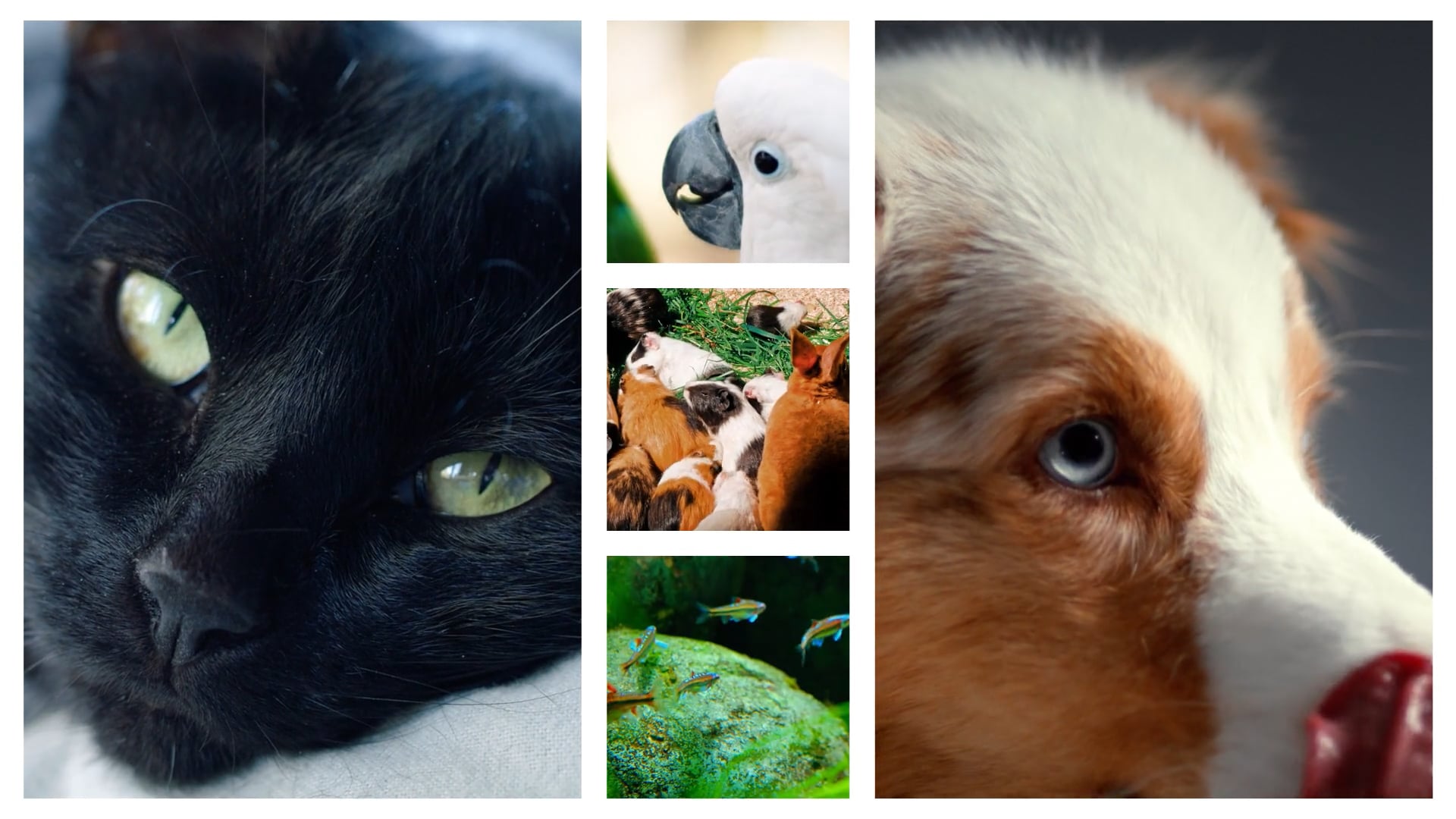 PXL_Furry Friends_Stinger