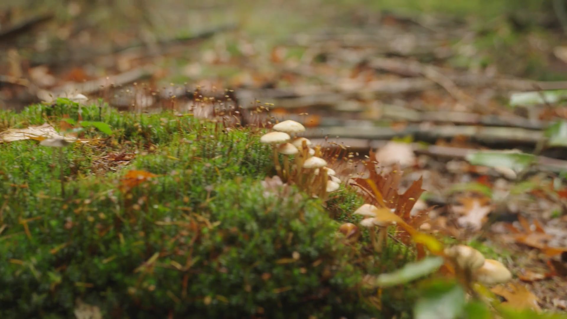 CS OPLEIDINGEN VIDEOSCRIPT PURPOSE - DSZ586